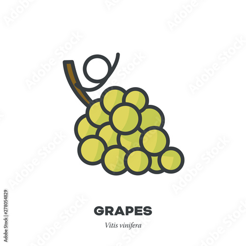 Green Grapes icon, filled outline style vector