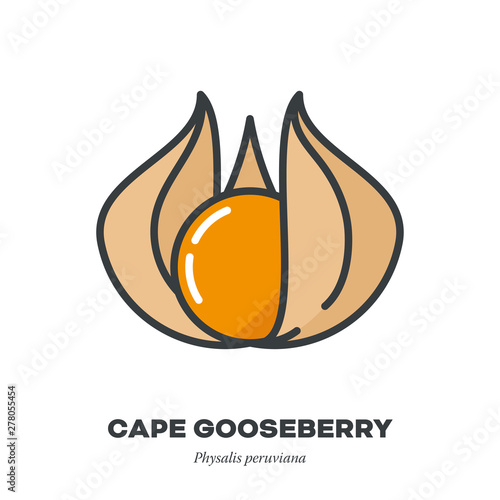 Cape gooseberry fruit icon, filled outline style vector