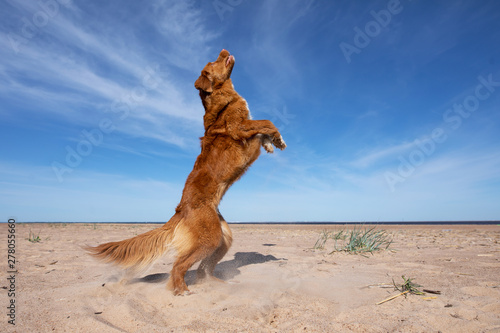 aktiv dog on the beach playing, jumping for a toy. Nova Scotia duck tolling Retriever, Toller for the holidays. Travelling with a pet