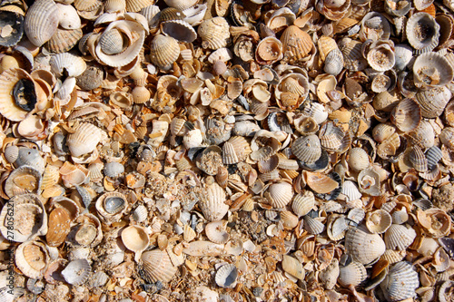 texture of many crushed shells