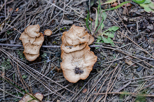 Coltricia perennis.  Family of mushrooms at the edge of the forest. Shooting from top to bottom. photo