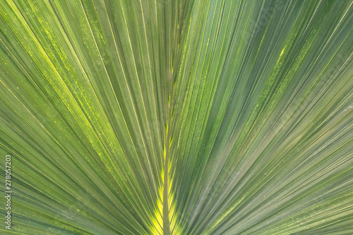 Green textured palm tree leaf