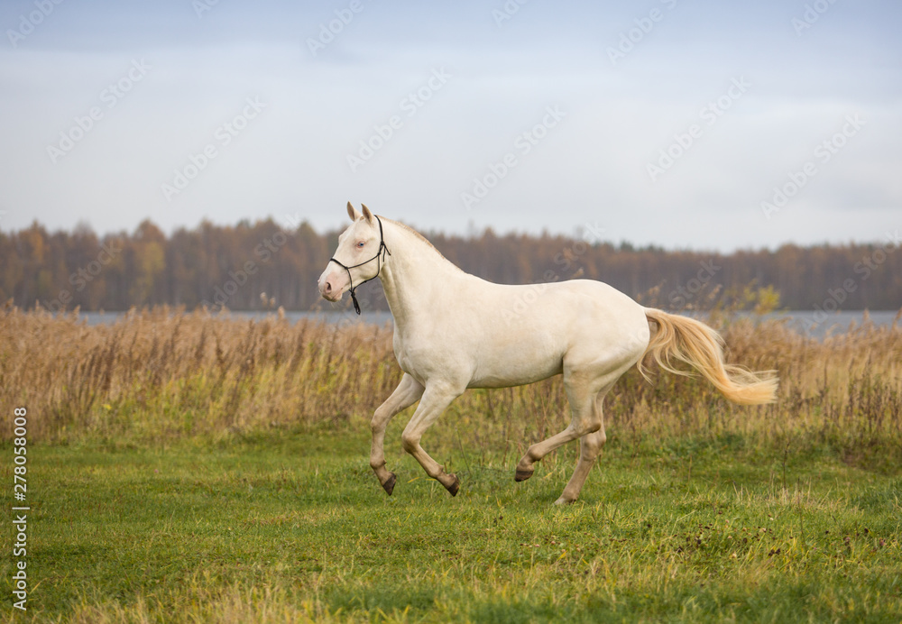 Isabel stallion frolics in the autumn fields Isabel stallion frolics in the autumn fields