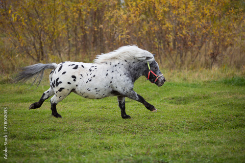 Appaloosa pony in the autumn fields