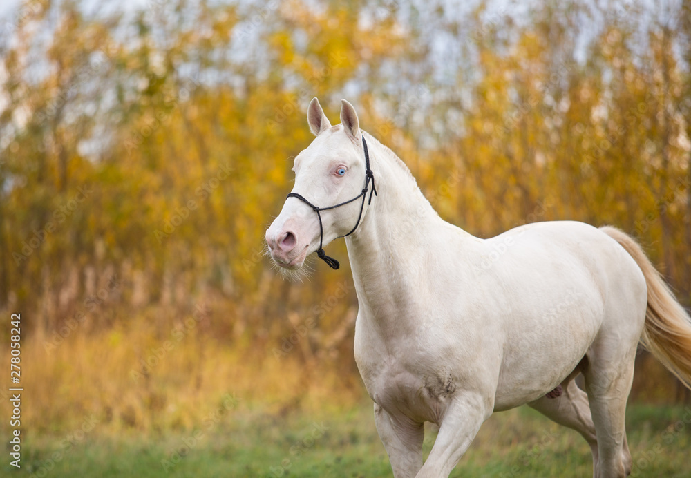Isabel stallion frolics in the autumn fields Isabel stallion frolics in the autumn fields