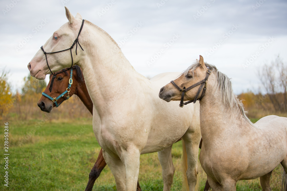 Obraz premium Three stallions walk in the autumn fields