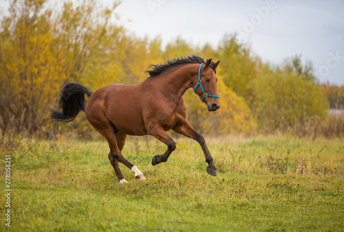 Bay stallion frolics in the autumn fields