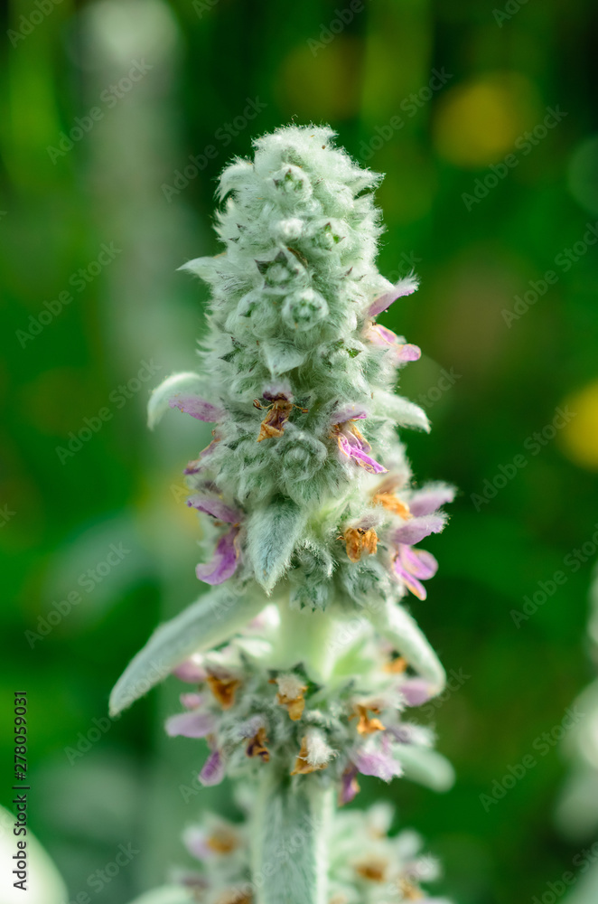 blomming flowers in the green garden on summer or spring blomming flowers in the green garden on summer or spring