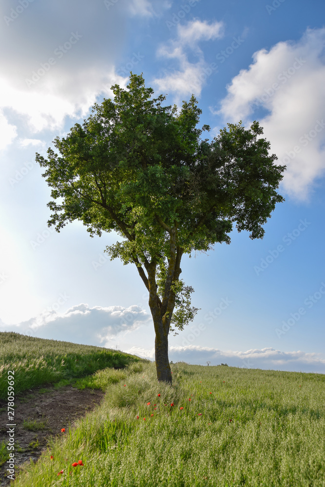 Árbol solitario en medio de un campo verde de trigo