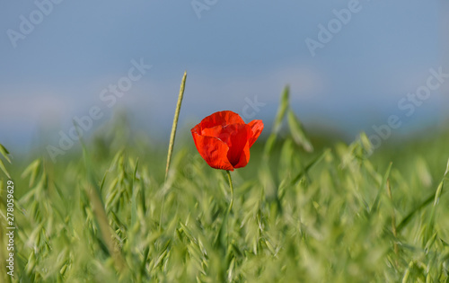 Flor roja en medio de un campo verde de trigo