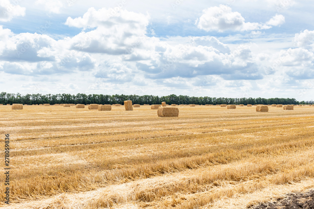 harvested grain cereal wheat barley rye grain field, with haystacks straw bales stakes cubic rectangular shape on the cloudy blue sky background, agriculture farming rural economy agronomy concept