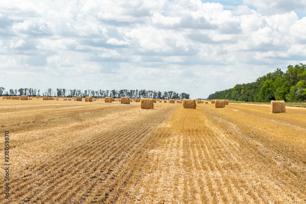 Fototapeta premium harvested grain cereal wheat barley rye grain field, with haystacks straw bales stakes cubic rectangular shape on the cloudy blue sky background, agriculture farming rural economy agronomy concept