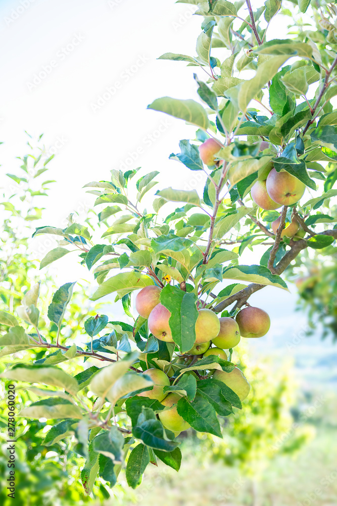 apple tree with many red apples