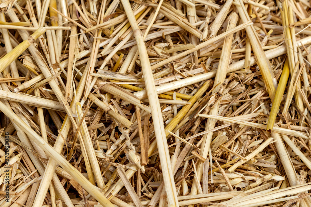 Straw thatch of grains, wheat, corn, cereals on the field after harvesting closeup agriculture farming rural economy agronomy Straw thatch of grains, wheat, corn, cereals on the field after harvesting closeup agriculture farming rural economy agronomy