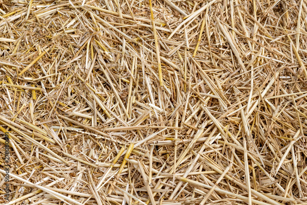 Straw thatch of grains, wheat, corn, cereals on the field after harvesting closeup agriculture farming rural economy agronomy Straw thatch of grains, wheat, corn, cereals on the field after harvesting closeup agriculture farming rural economy agronomy