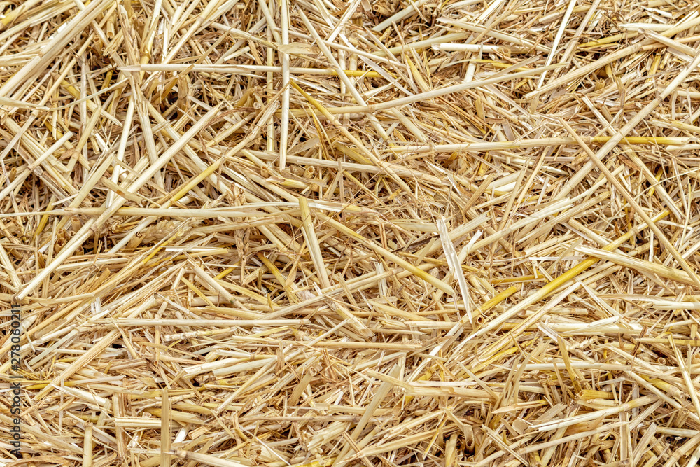Straw thatch of grains, wheat, corn, cereals on the field after harvesting closeup agriculture farming rural economy agronomy Straw thatch of grains, wheat, corn, cereals on the field after harvesting closeup agriculture farming rural economy agronomy