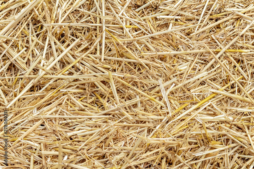 Straw thatch of grains, wheat, corn, cereals on the field after harvesting closeup agriculture farming rural economy agronomy