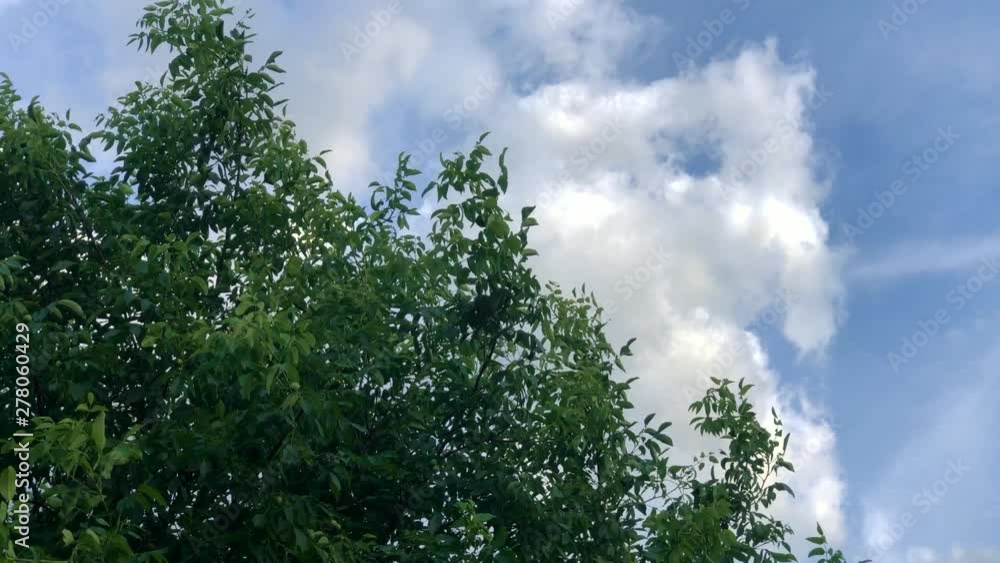 Tree branches swaying in the wind against the blue sky
