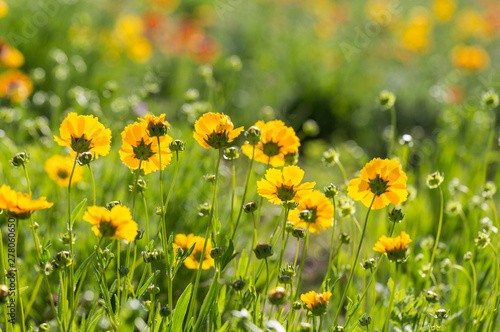 Outdoor spring, blooming yellow flower close-up, Coreopsis，Coreopsis drummondii Torr. et Gray #278060650