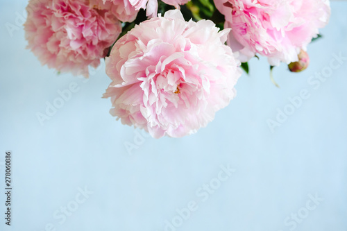 delicate pink pink peonies on a blue background