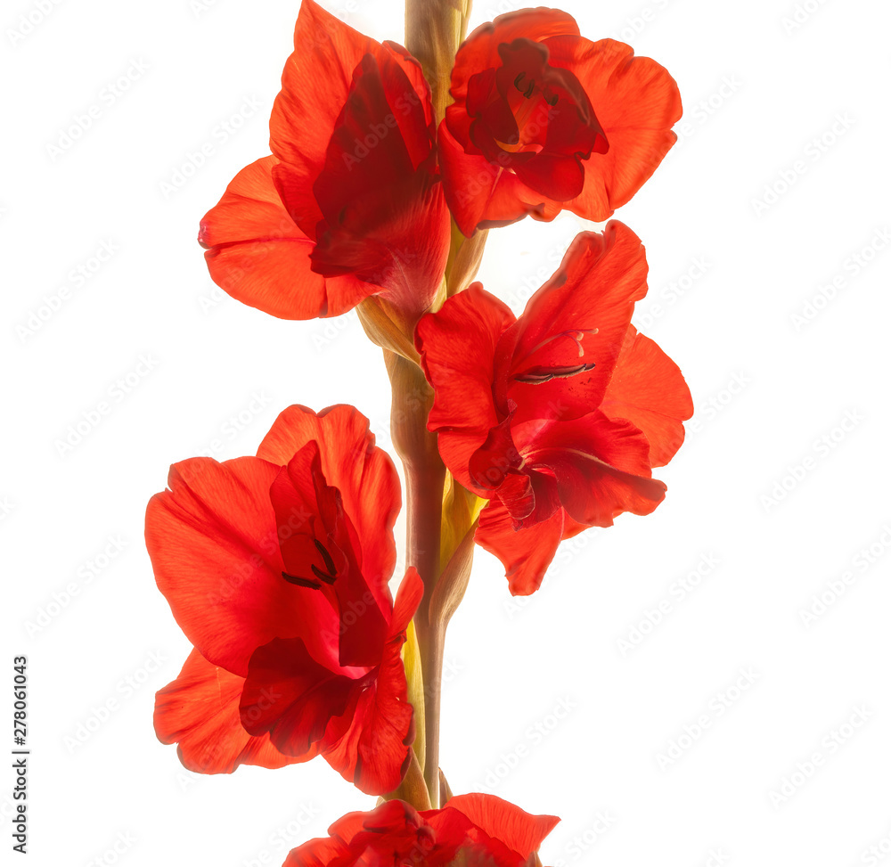 Center Gladiolus Stalk White Background Center Gladiolus Stalk White Background