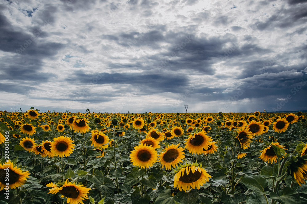 Fototapeta premium Landscape of fields with sunflowers going to the horizon and overcast rainy sky.