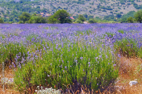 Sunny summer day. Lavender field in mountain valley of Dinaric Alps. Bosnia and Herzegovina  Republika Srpska