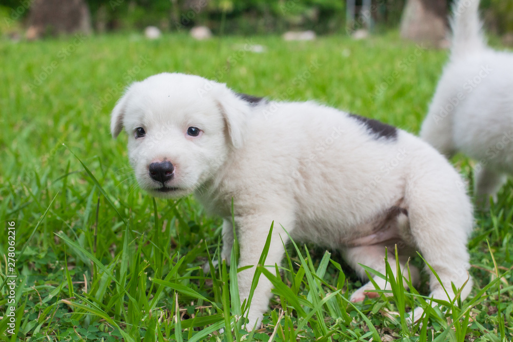 Thai bangkaew dog 2 cute white puppies playing in the park and look at camera sitting in grass.