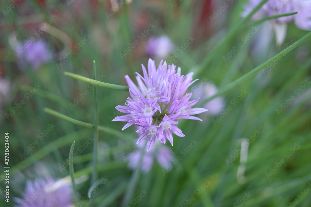 Fototapeta premium Flower and garden wildlife at summer time