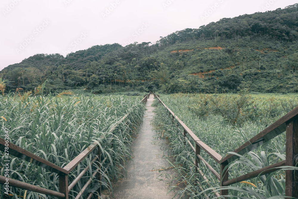 Camino en soledad a través de campos de arroz