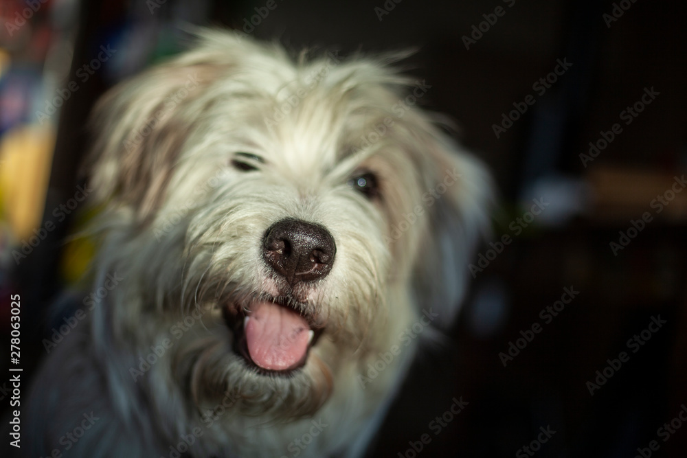 Cute dog portrait. Funny dog at home. Best friend. Shaggypyes looking at the camera. Customer pet shop every day. White wool Cute dog portrait. Funny dog at home. Best friend. Shaggypyes looking at the camera. Customer pet shop every day. White wool