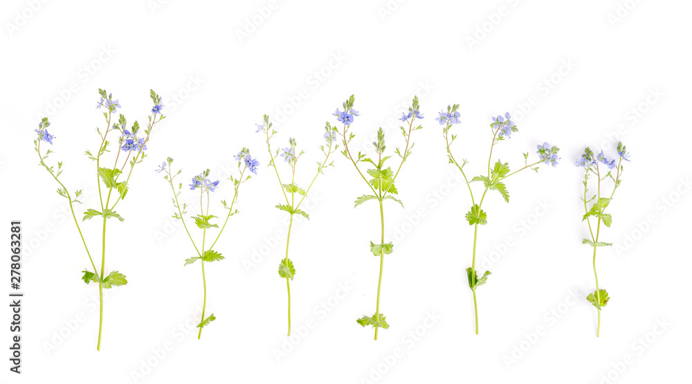 Blue Veronica flower isolated on white background Blue Veronica flower isolated on white background