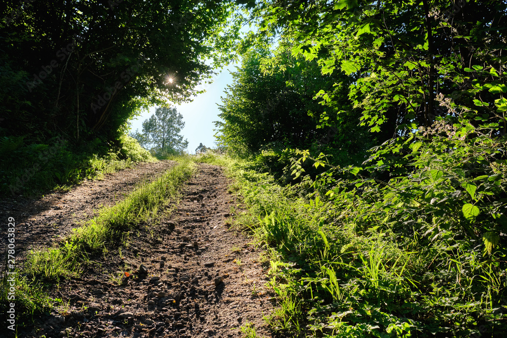 The way forward into the direction of the evening sun: Beautiful evening landscape shot with a diminishing gravel road surrounded by green nature