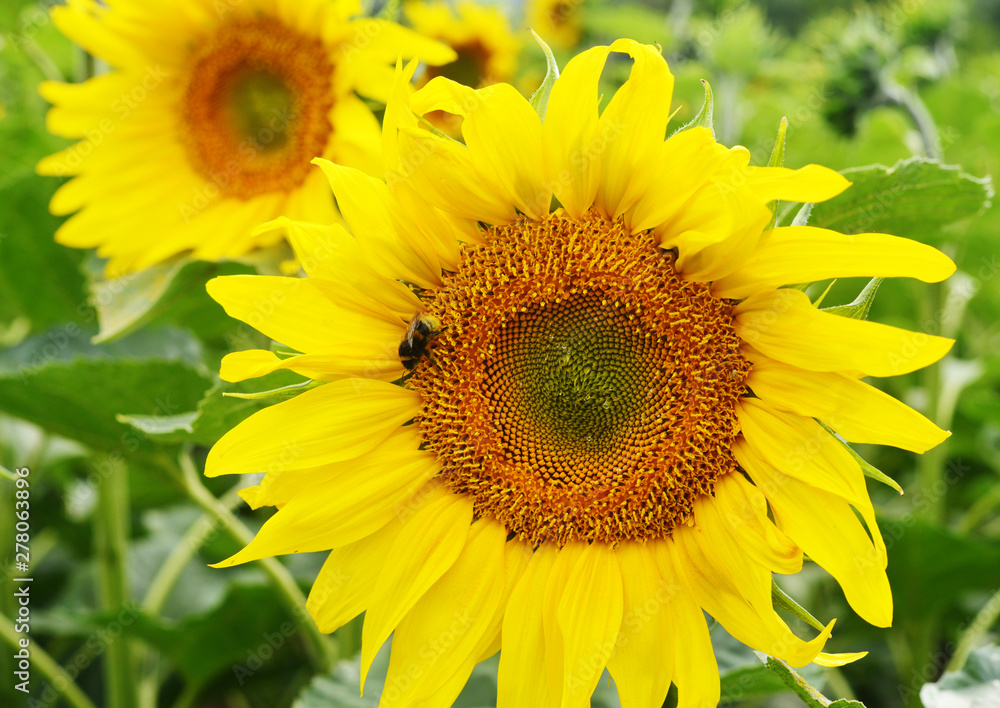 Bee collecting pollen from sunflowers head in the nature