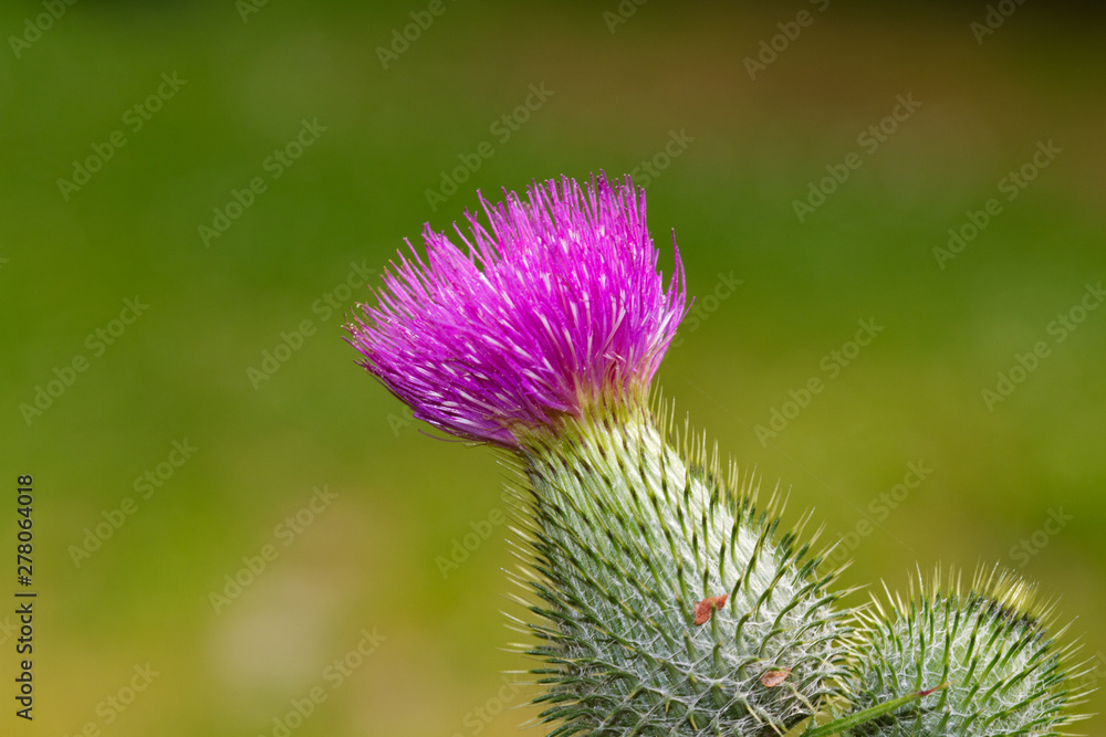 Purple flower of a Marsh thistle Purple flower of a Marsh thistle