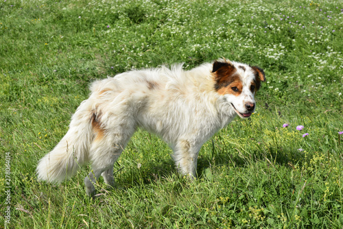 Walk with dog. Family vacation in nature. The Golden dog. Active walk with a pet. Sunny summer day. green grass.