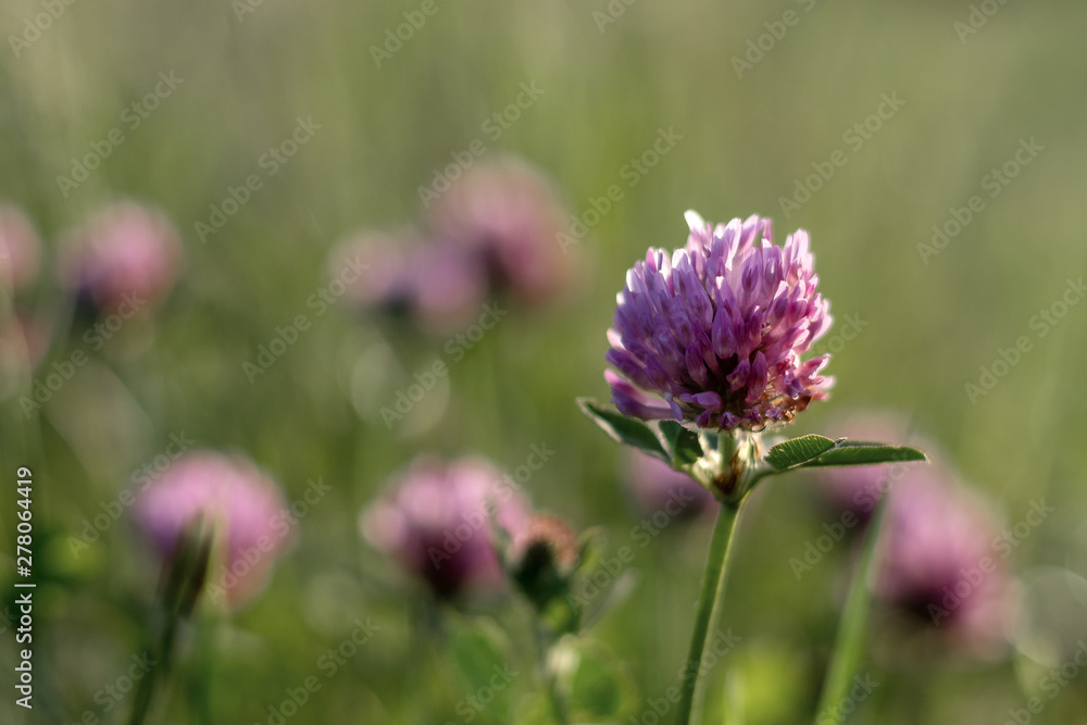 One sharpened red clover flower with blurry other flowers in the background. One sharpened red clover flower with blurry other flowers in the background.