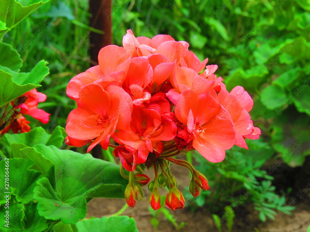 geranium flower geranium flower