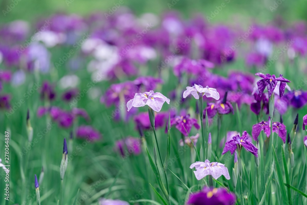 purple flowers in the garden