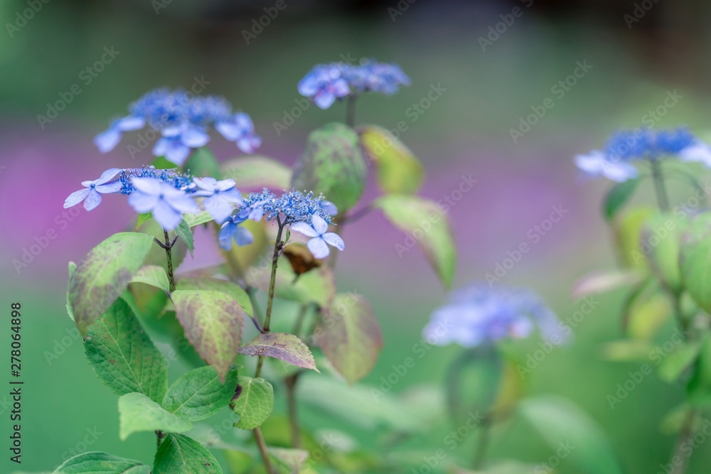 Fototapeta premium bee on a flower