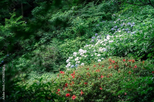 Fototapeta Naklejka Na Ścianę i Meble -  flowers in the garden