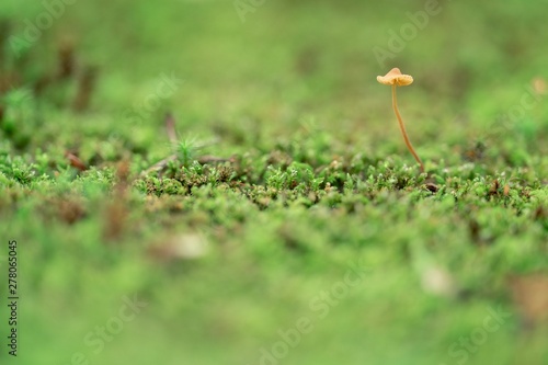 moss and mushroom on the ground