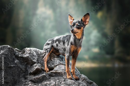 Prague ratter - climbing the rock