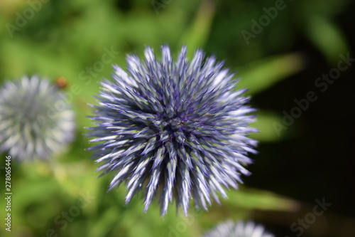 Flower and garden wildlife at summer time