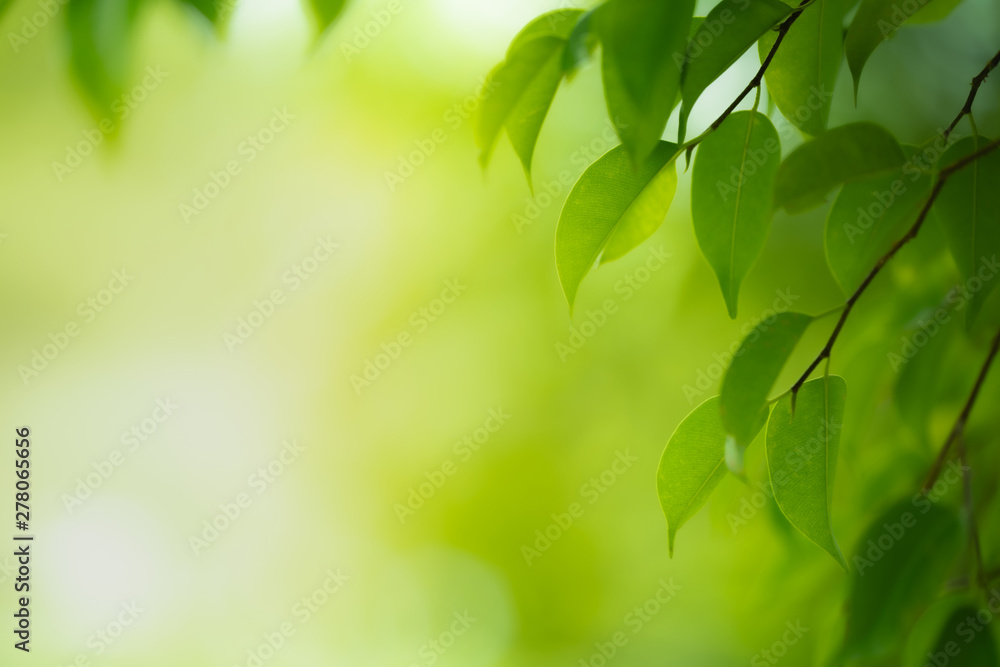 Green leaf on blurred greenery background. Beautiful leaf texture in nature. Natural background. close-up of macro with free space for text. Green leaf on blurred greenery background. Beautiful leaf texture in nature. Natural background. close-up of macro with free space for text.