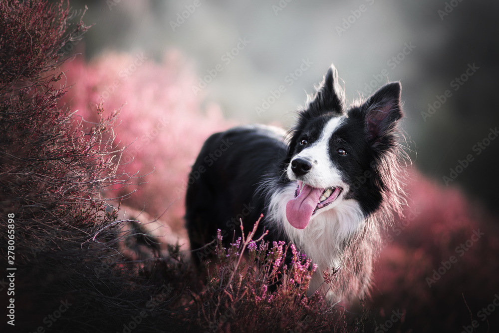 Border collie - in heather Border collie - in heather