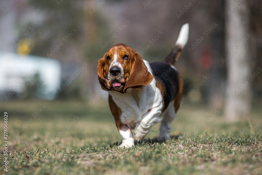 basset hound dog spring in the park basset hound dog spring in the park