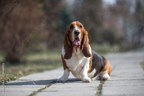 basset hound dog spring in the park