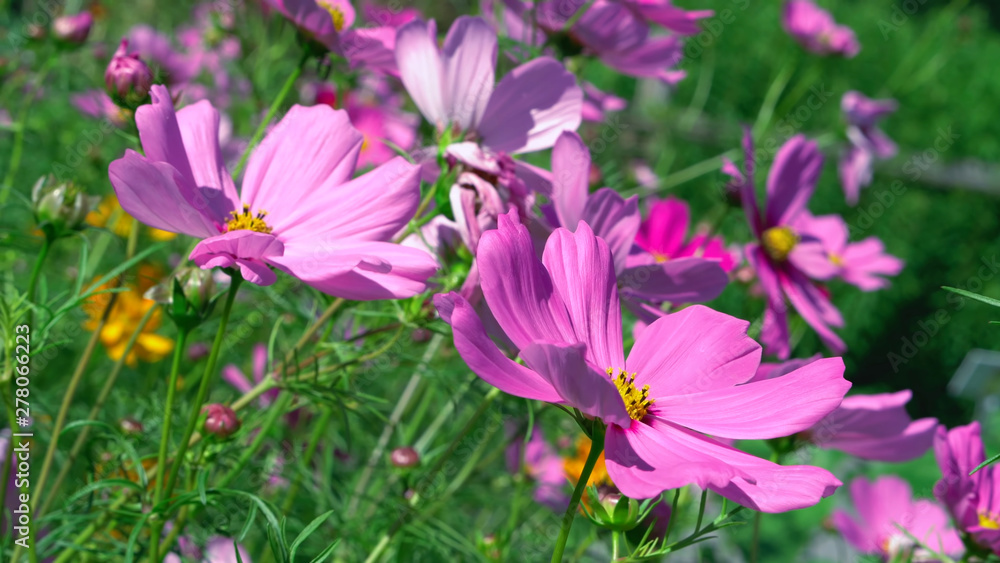 field flowers