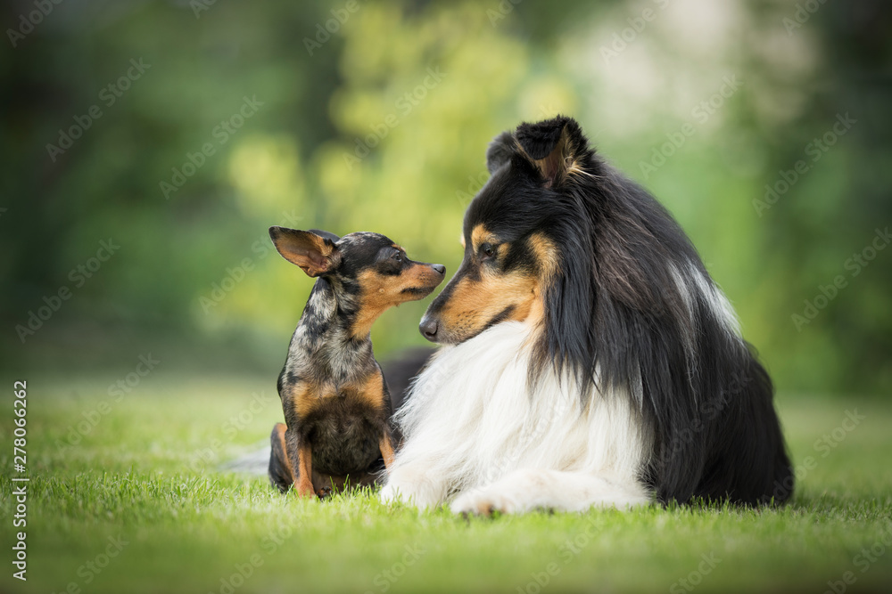 Prague ratter and shetland sheepdog Prague ratter and shetland sheepdog